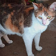 Chelsey joined the competition — help win amazing prizes! abyssinian, accessories, angora, animal, cat, citrusfruit, food, fruit, indoors, kitten, leash, manx, orange, person, pet, plant, produce, slate, sleeping, strap