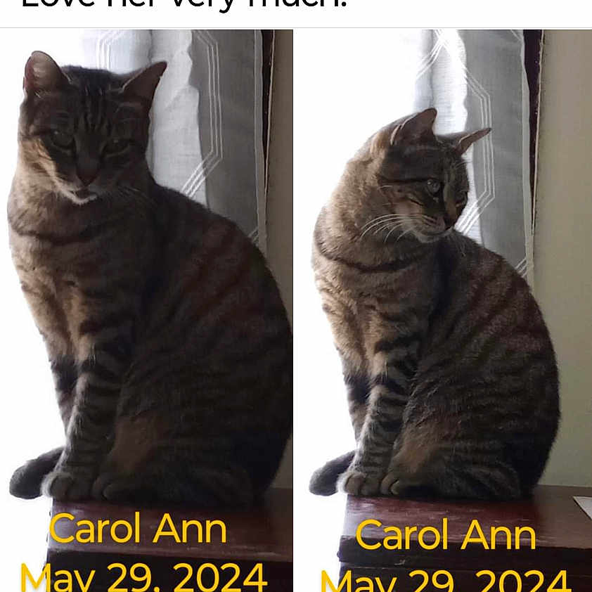 Carol Ann is registered to the contest to win money with this photo: abyssinian, advertisement, animal, cat, computerhardware, electronics, face, hardware, head, kitten, manx, number, page, person, pet, poster, screen, symbol, text, textmessage