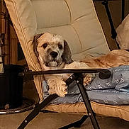 Moyoshi Asencio joined the competition — help win amazing prizes! dog, chair, cushion, indoor, pet, relaxed, furniture, canine, paw, fur, resting, cozy, home, animal, laying_down, comfort, light, beige, black, brown