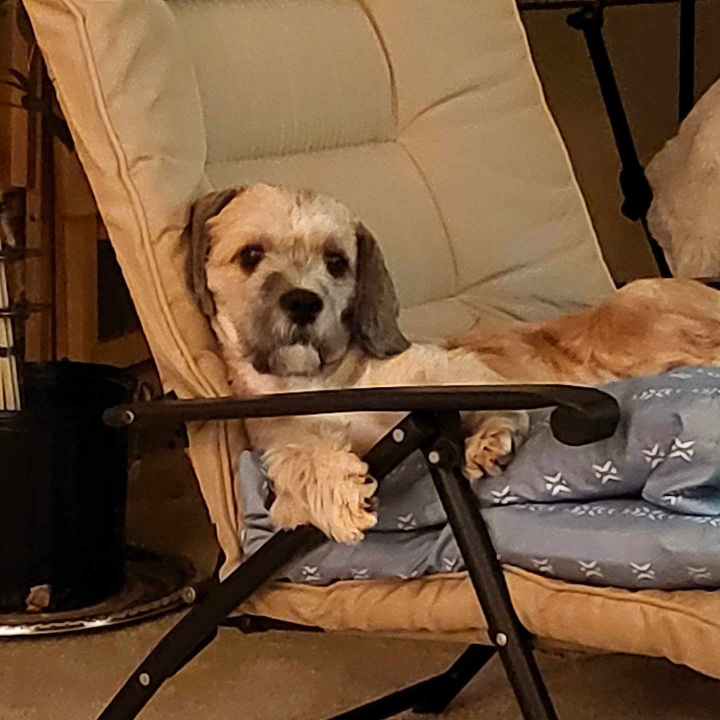 Moyoshi Asencio joined the competition — help win amazing prizes! animal, beige, black, brown, canine, chair, comfort, cozy, cushion, dog, fur, furniture, home, indoor, laying_down, light, paw, pet, relaxed, resting