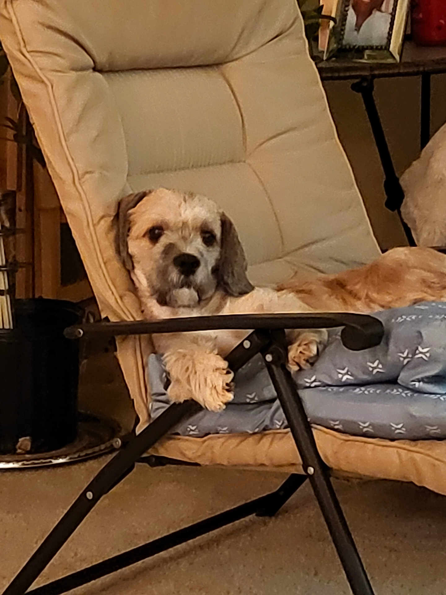 Moyoshi Asencio joined the competition — help win amazing prizes! dog, chair, cushion, indoor, pet, relaxed, furniture, canine, paw, fur, resting, cozy, home, animal, laying_down, comfort, light, beige, black, brown