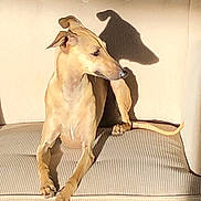 Marco participe au concours pour gagner de l'argent avec cette photo : animal, beige, canine, companion, couch, dog, domestic_animal, furniture, indoor, lounge, mammal, pet, portrait, quiet, relaxing, resting, shadow, short_hair, side_view, sunlight