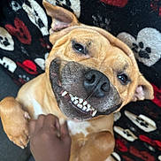 Marmalade is registered to the contest to win money with this photo: dog, smiling, pet, canine, belly_rub, hand, blanket, paw_prints, indoor, cute, happy, fur, animal, teeth, tongue, ears, close_up, playful, resting, domestic