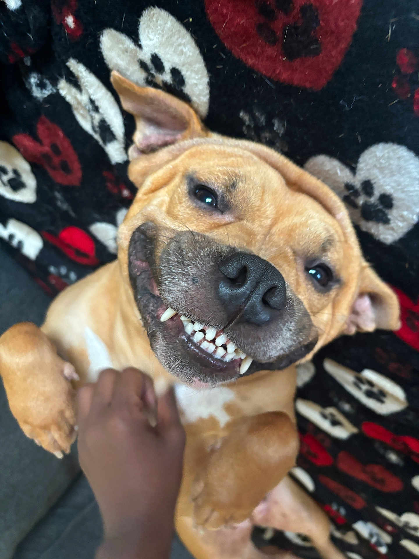 Marmalade is registered to the contest to win money with this photo: dog, smiling, pet, canine, belly_rub, hand, blanket, paw_prints, indoor, cute, happy, fur, animal, teeth, tongue, ears, close_up, playful, resting, domestic