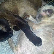 Layla is registered to the contest to win money with this photo: