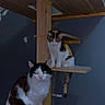 animal, black_and_white_cat, calico_cat, cat, cats, curious, domestic_cat, feline, feline_pet, home, indoor, looking, pet, pet_furniture, platform, sitting, two_cats, vertical, wall, wooden_cat_tree