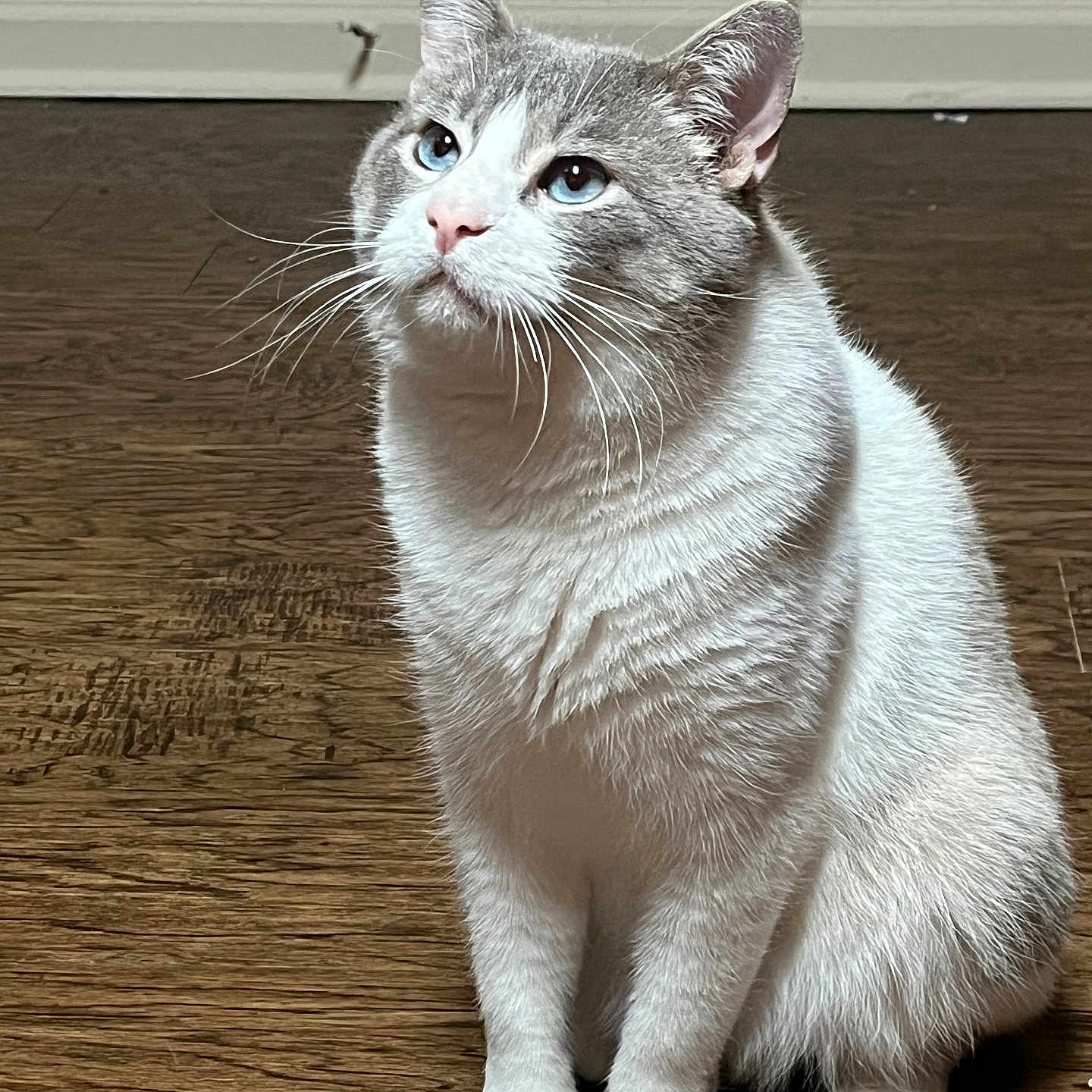 Mr.oy is registered to the contest to win money with this photo: animal, blue_eyes, calm, cat, curious, cute, domestic, feline, fur, gray_and_white, household, indoor, looking_up, mammal, pet, portrait, quiet, sitting, whiskers, wooden_floor