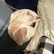 Mr.oy is registered to the contest to win money with this photo: animal, bed, blanket, cat, comfort, cozy, cuddle, cute, domestic_cat, feline, fur, indoor, nap, pets, pillow, relaxation, resting, sleeping, snuggle, whiskers