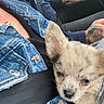Popeye a rejoint le concours — aidez-le/la à gagner de superbes lots ! puppy, dog, pet, animal, fluffy, cream_fur, blue_eyes, sleepy, close_up, car, vehicle, passenger, seatbelt, denim, jeans, tattoo, hand, interior, portrait, cute