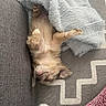 Popeye participe au concours pour gagner de l'argent avec cette photo : puppy, dog, sleeping, upside_down, blanket, fluffy, paws, indoor, cozy, sofa, rug, cushion, home, relaxed, cute, brown_fur, pet, resting, portrait, funny
