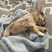 Popeye a rejoint le concours — aidez-le/la à gagner de superbes lots ! bunny, rabbit, sleeping, pet, animal, tan_fur, fluffy, long_ears, closed_eyes, paws, whiskers, blanket, gray_blanket, bed, bedding, cozy, indoors, sunlight, relaxed, cute