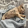 bunny, rabbit, sleeping, pet, animal, tan_fur, fluffy, long_ears, closed_eyes, paws, whiskers, blanket, gray_blanket, bed, bedding, cozy, indoors, sunlight, relaxed, cute