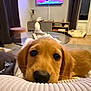 Loopy a rejoint le concours — aidez-le/la à gagner de superbes lots ! dog, puppy, golden_retriever, pet, indoor, living_room, blanket, floor, furniture, table, curtains, television, cozy, relaxing, cute, animal, nose, whiskers, ears, eyes