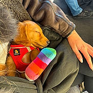 Loopy a rejoint le concours — aidez-le/la à gagner de superbes lots ! puppy, dog, sleeping, red_harness, plush_toy, rainbow, hand, jeans, car_interior, seat, clothing, casual, fur, resting, cute, cozy, pet, lap, relaxed, colorful