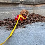 puppy, dog, yellow_leash, red_sweater, autumn_leaves, concrete, outdoor, small_dog, cute, pet, sitting, young_dog, brown_fur, fall, wall, nature, animal, leash, wearing_clothes, adorable