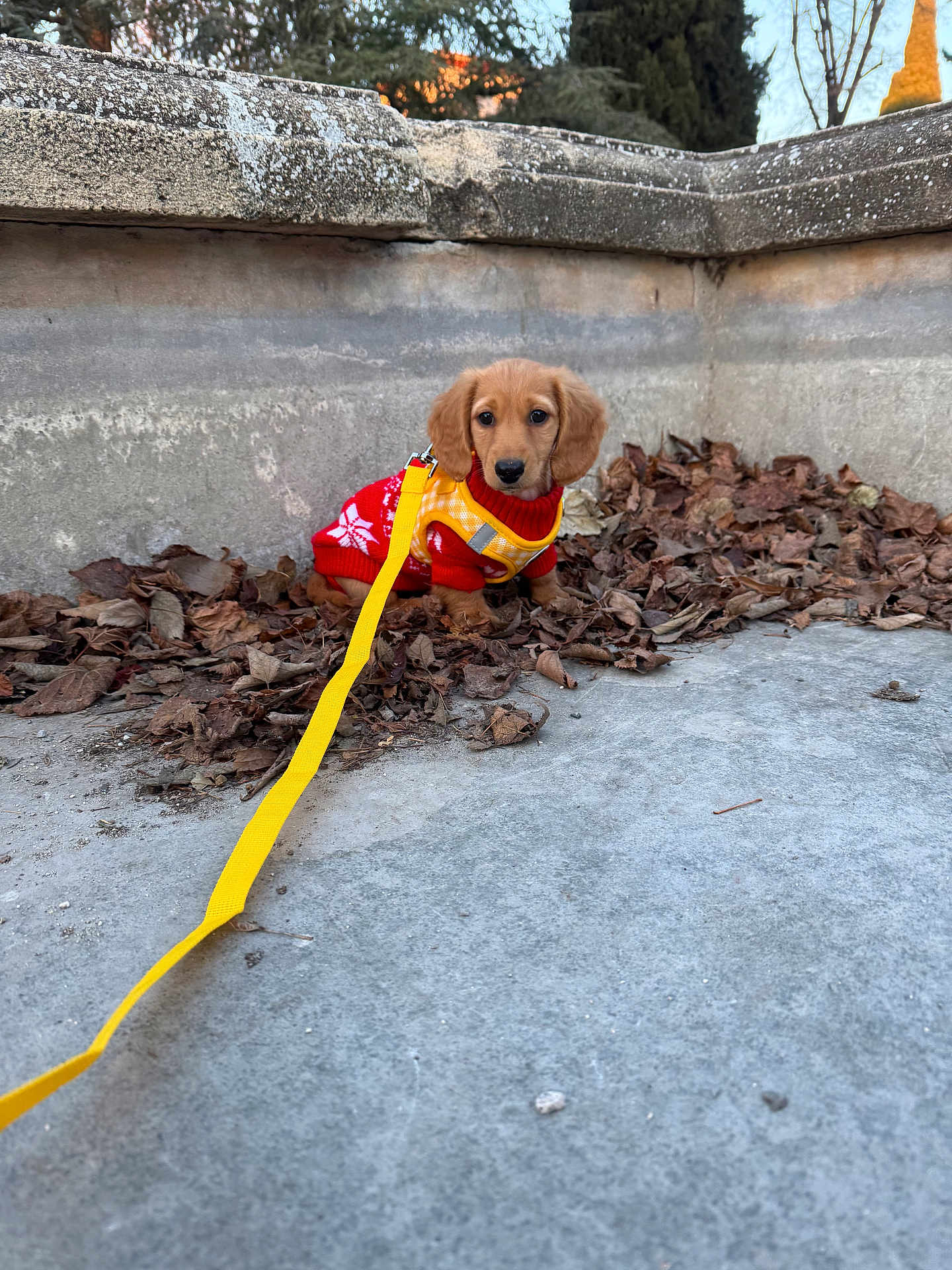 Loopy participe au concours pour gagner de l'argent avec cette photo : puppy, dog, yellow_leash, red_sweater, autumn_leaves, concrete, outdoor, small_dog, cute, pet, sitting, young_dog, brown_fur, fall, wall, nature, animal, leash, wearing_clothes, adorable