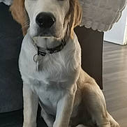 Onix a rejoint le concours — aidez-le/la à gagner de superbes lots ! dog, puppy, golden_retriever, pet, indoor, floor, collar, sitting, blanket, curious, young_dog, canine, domestic_animal, fur, paw, animal_face, looking, cute, companion, house