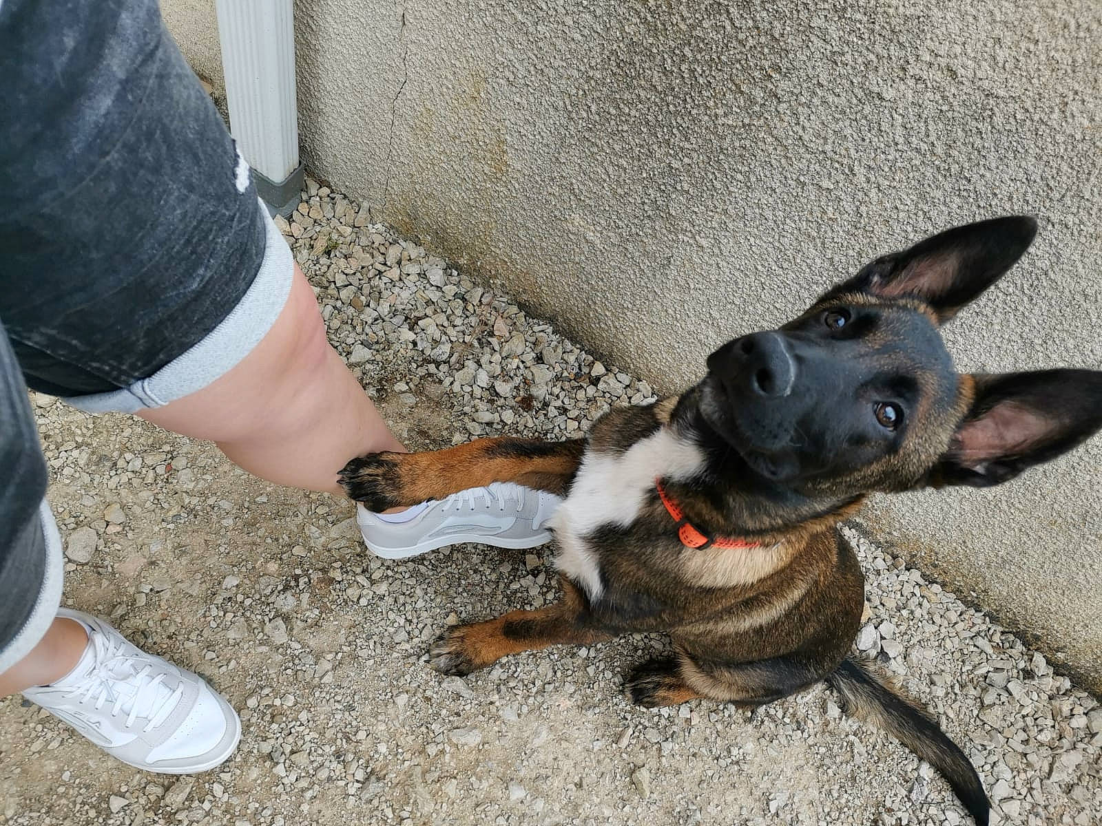 Sango a rejoint le concours — aidez-le/la à gagner de superbes lots ! canidae, carnivore, collar, companion_dog, dog, dog_breed, dog_collar, ear, fawn, fur, human_leg, leg, paw, pet_supply, shoe, snout, sporting_group, tail, walking_shoe, working_animal