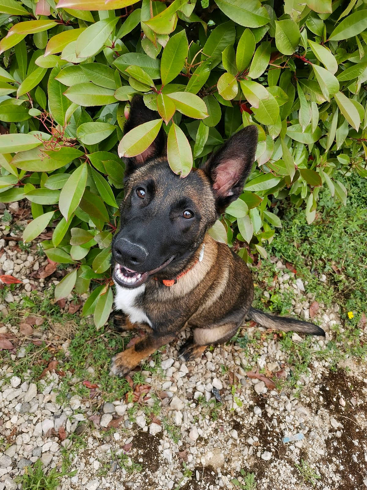 Sango participe au concours pour gagner de l'argent avec cette photo : canidae, carnivore, collar, companion_dog, dog, dog_breed, dog_collar, fawn, grass, groundcover, guard_dog, hunting_dog, non_sporting_group, plant, snout, sporting_group, terrestrial_animal, terrestrial_plant, whiskers, working_animal