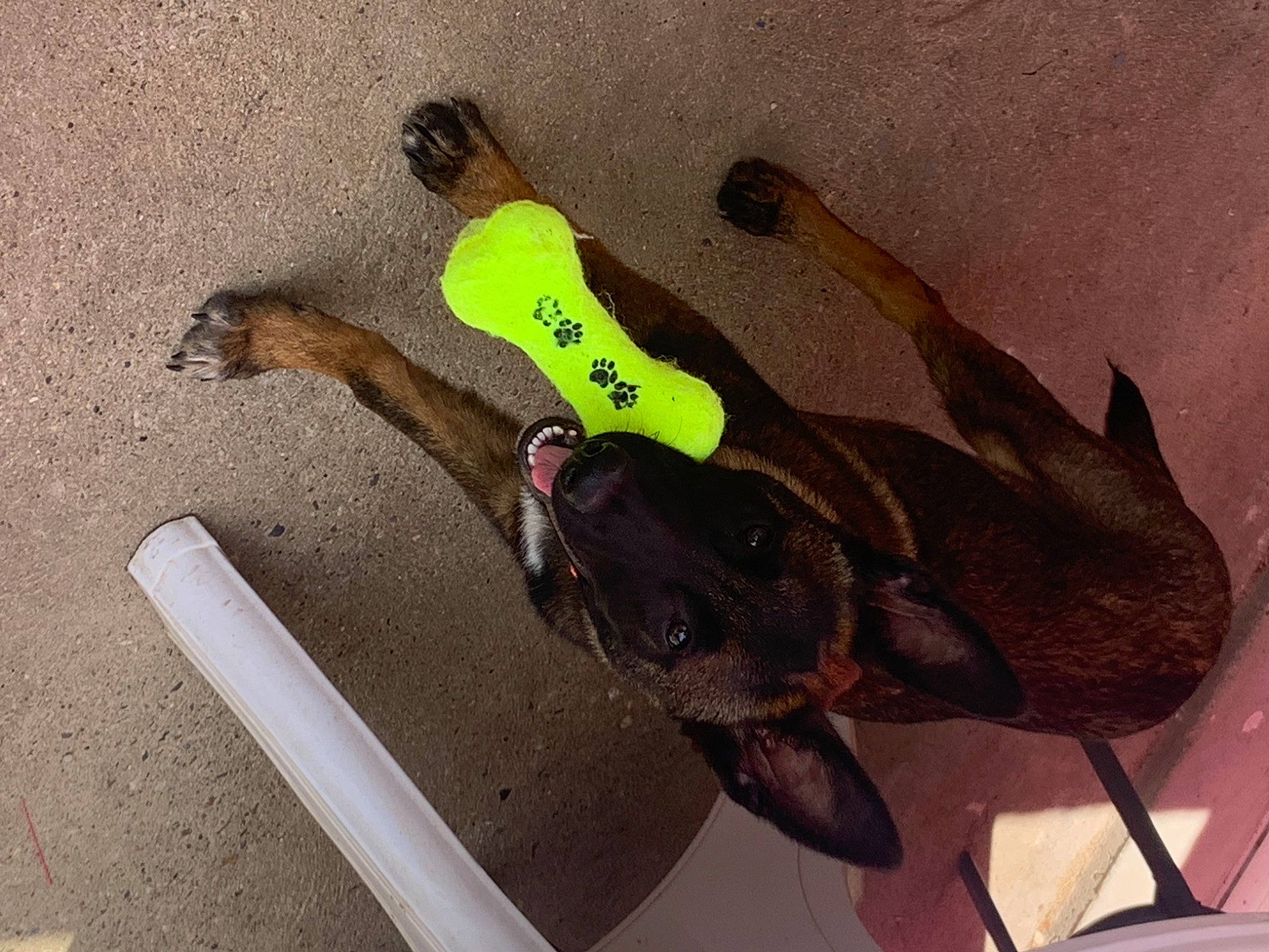 Sango participe au concours pour gagner de l'argent avec cette photo : amphibian, asphalt, concrete, eyewear, fashion_accessory, fish, foot, human_leg, landscape, leash, personal_protective_equipment, recreation, road_surface, sand, shadow, soil, tail, thigh, toy, wood