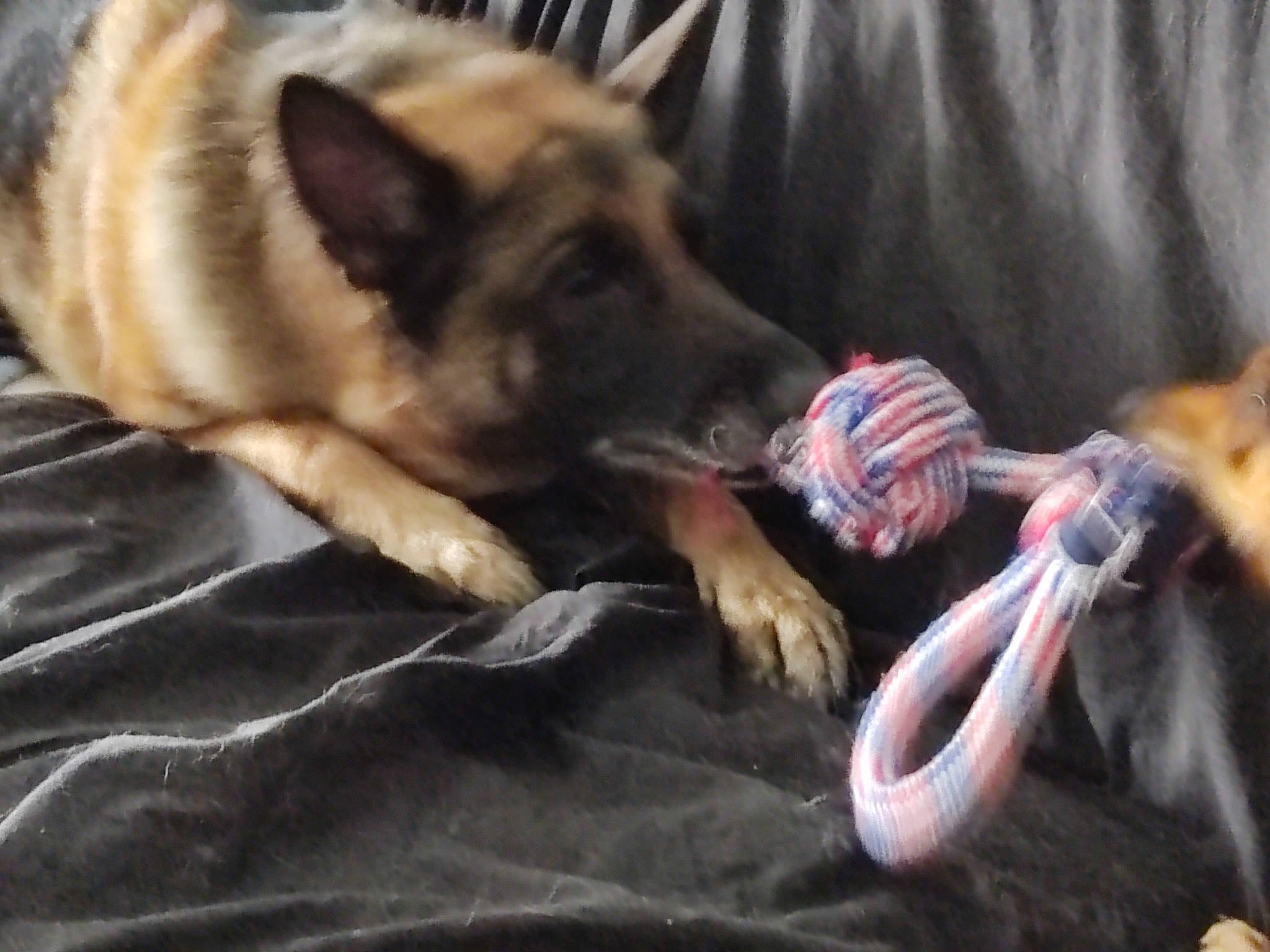 Roxy participe au concours pour gagner de l'argent avec cette photo : canis, carnivore, comfort, companion_dog, dog, dog_breed, east_european_shepherd, fawn, felidae, fur, german_shepherd_dog, king_shepherd, linens, paw, reptile, rope, small_to_medium_sized_cats, snout, sporting_group, whiskers