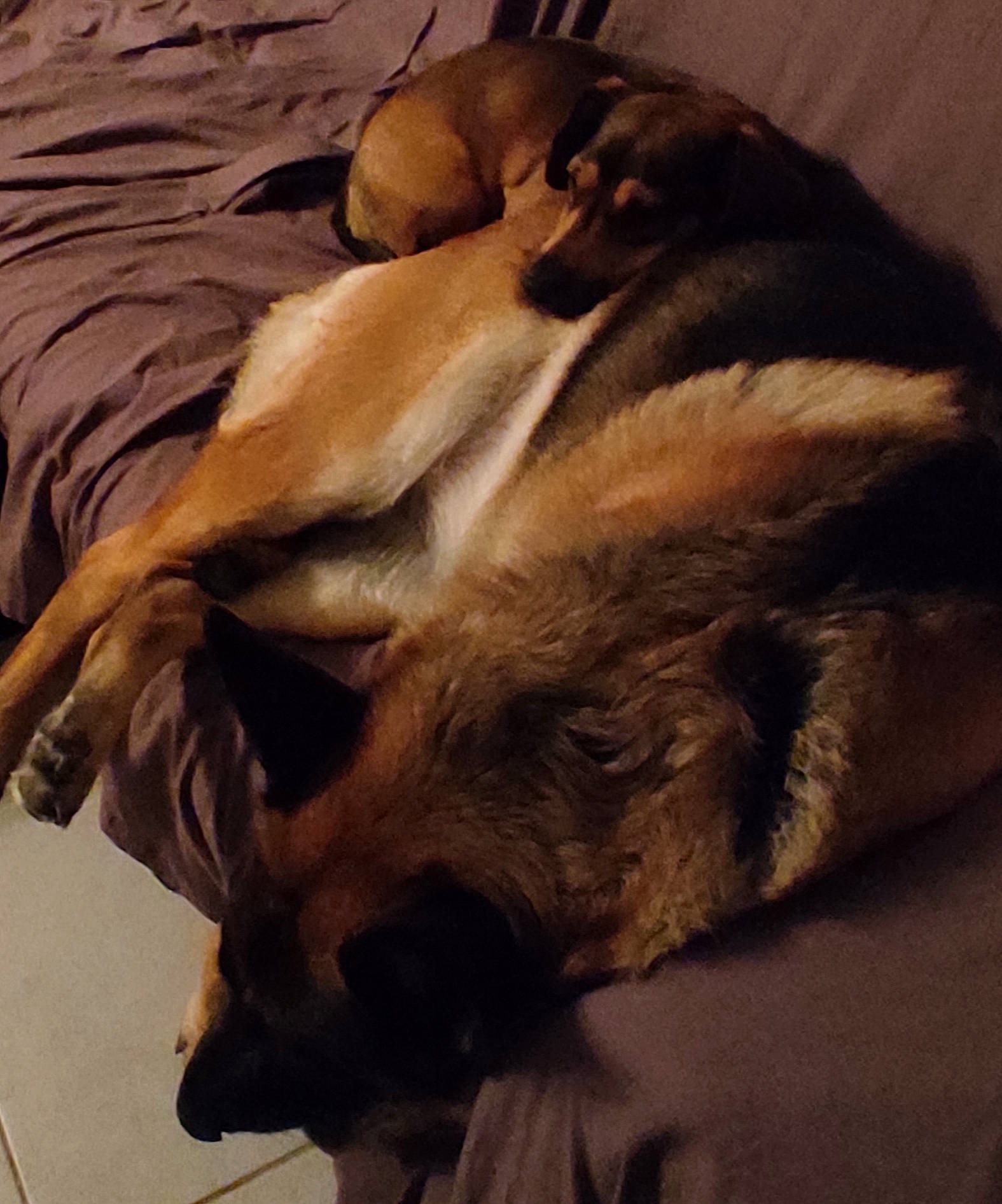 Roxy participe au concours pour gagner de l'argent avec cette photo : carnivore, cloud, comfort, companion_dog, dog, dog_breed, fawn, felidae, flooring, fur, liver, metal, paw, snout, street_dog, tail, tints_and_shades, whiskers, wood, working_animal