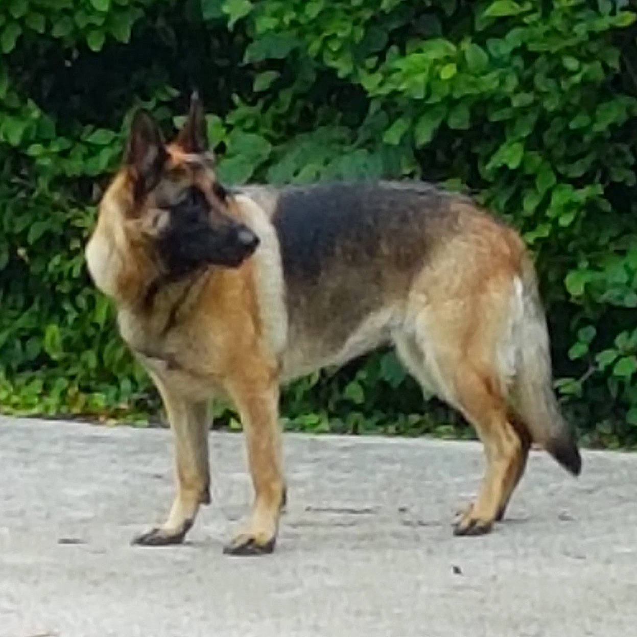 Roxy a rejoint le concours — aidez-le/la à gagner de superbes lots ! ancient_dog_breeds, canidae, carnivore, collar, companion_dog, dog, dog_breed, fawn, herding_dog, king_shepherd, plant, road_surface, snout, sporting_group, tail, terrestrial_animal, wildlife, working_animal, working_dog