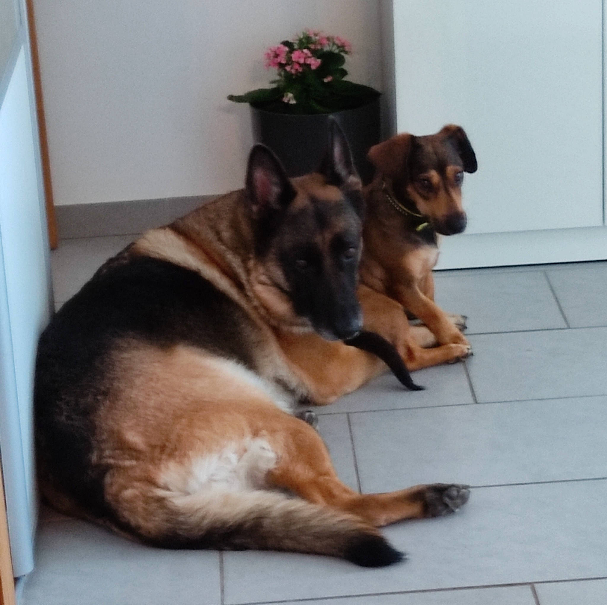 Roxy a rejoint le concours — aidez-le/la à gagner de superbes lots ! canidae, carnivore, companion_dog, dog, dog_breed, dog_supply, fawn, flooring, flowerpot, fur, german_shepherd_dog, herding_dog, houseplant, king_shepherd, old_german_shepherd_dog, paw, plant, snout, working_animal, working_dog