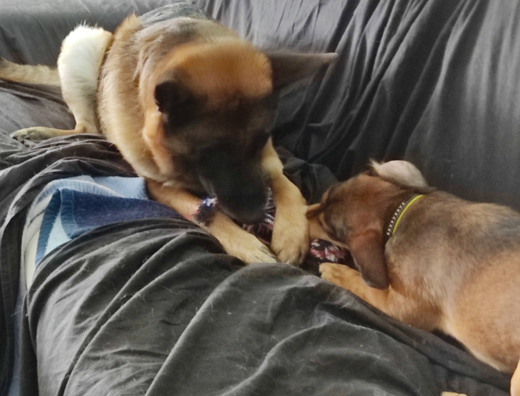 Roxy participe au concours pour gagner de l'argent avec cette photo : canidae, carnivore, collar, comfort, companion_dog, curtain, dog, dog_breed, fawn, fur, houseplant, liver, mammal, nap, snout, sporting_group, toy_dog, watch, whiskers, working_animal