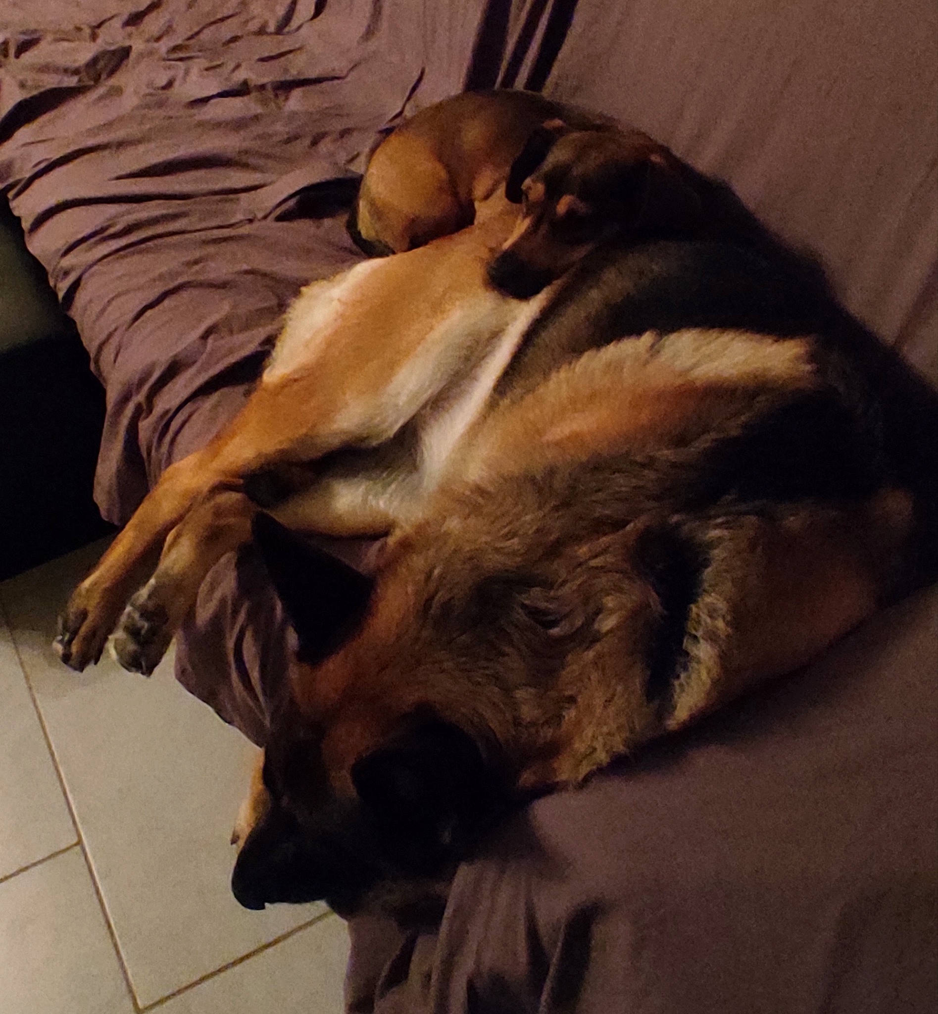 Patou a rejoint le concours — aidez-le/la à gagner de superbes lots ! carnivore, cloud, comfort, companion_dog, dog, dog_breed, felidae, flooring, fur, hardwood, linens, liver, metal, paw, small_to_medium_sized_cats, tail, tints_and_shades, whiskers, wood, working_animal