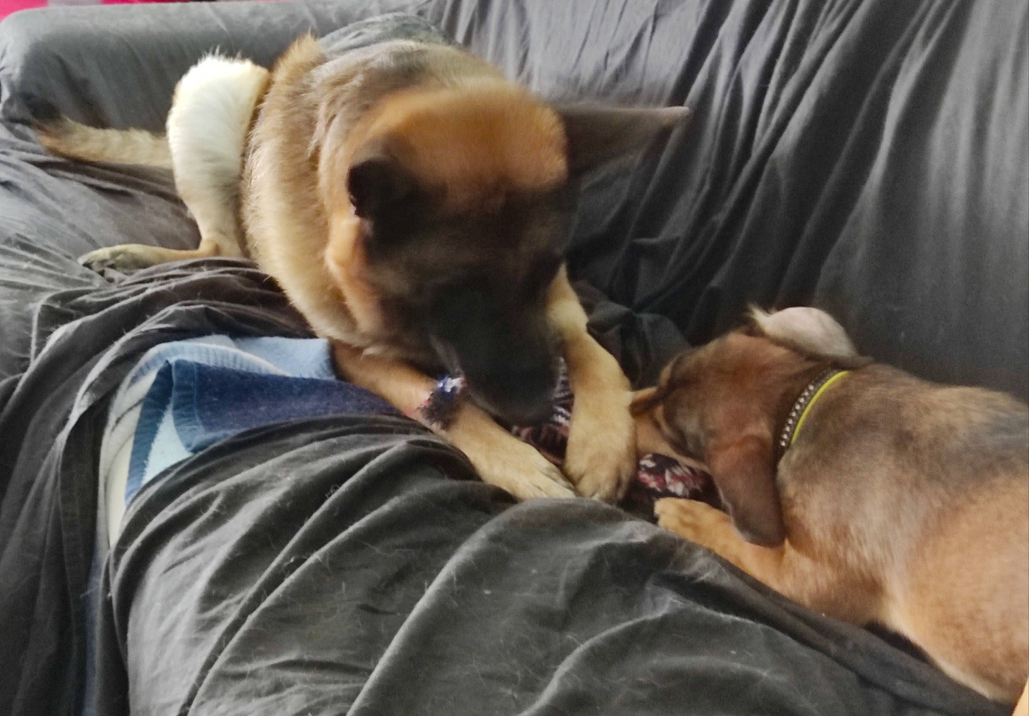 Patou participe au concours pour gagner de l'argent avec cette photo : canidae, carnivore, collar, comfort, companion_dog, curtain, dog, dog_breed, dog_collar, fawn, fur, houseplant, liver, mammal, snout, sporting_group, toy_dog, vertebrate, whiskers, working_animal