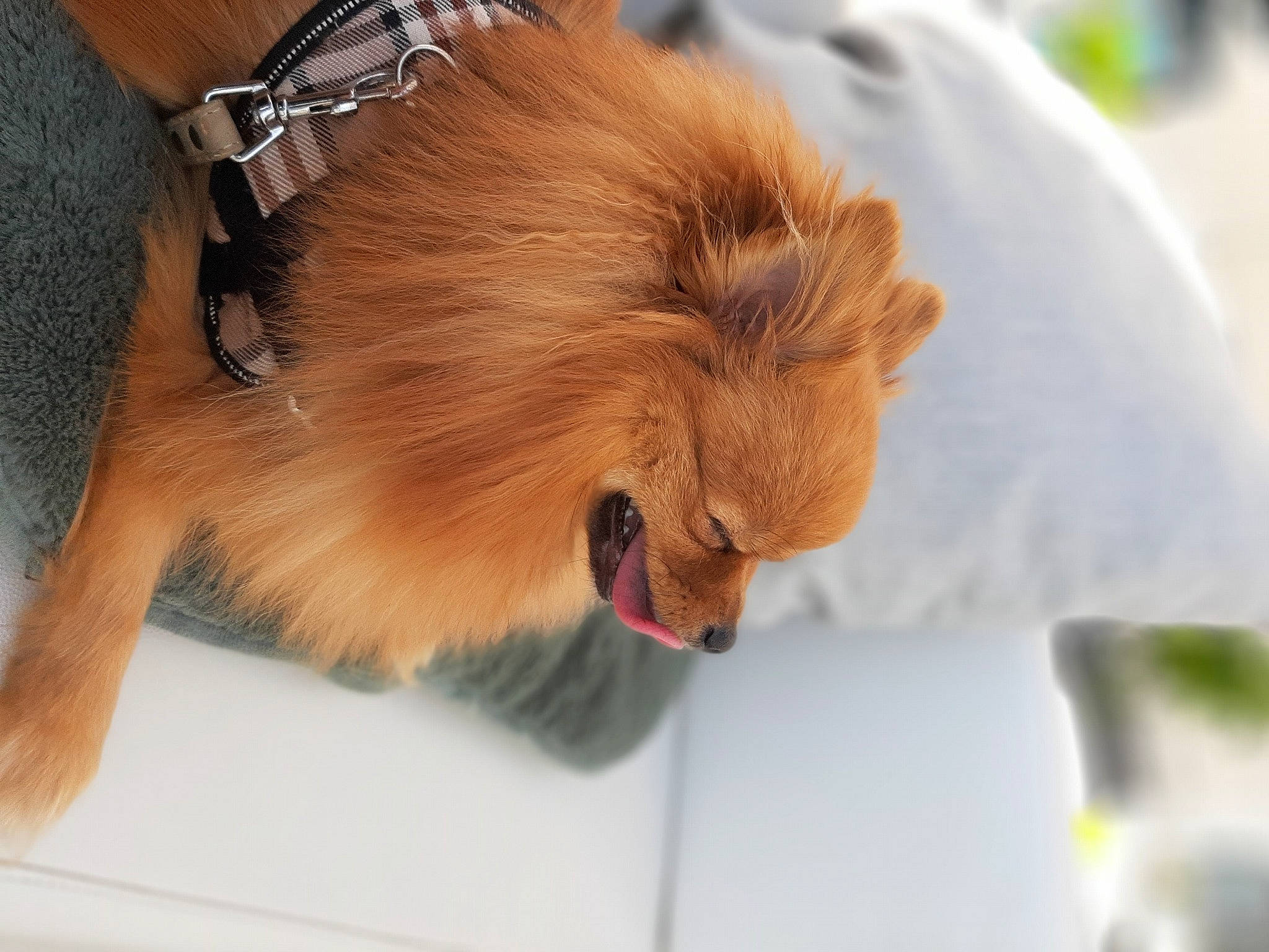 Plume a rejoint le concours — aidez-le/la à gagner de superbes lots ! canidae, carnivore, collar, companion_dog, dog, dog_breed, fashion_accessory, fawn, fur, german_spitz, german_spitz_klein, liver, snout, spitz, sporting_group, sunglasses, toy_dog, volpino_italiano, whiskers, working_animal