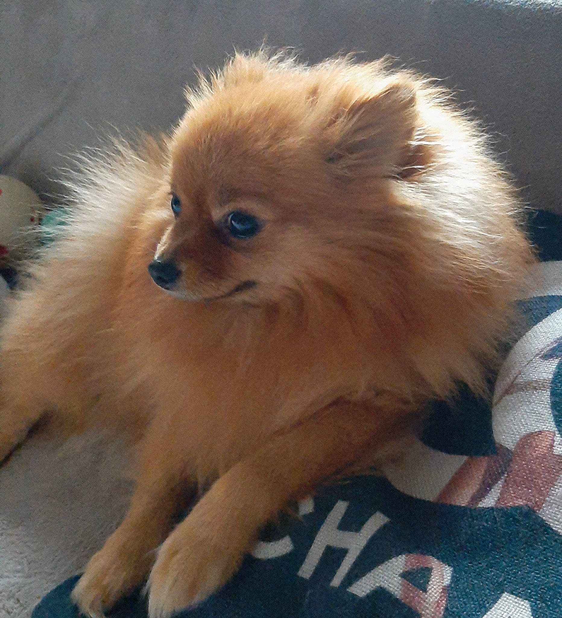 Plume a rejoint le concours — aidez-le/la à gagner de superbes lots ! canidae, carnivore, companion_dog, dog, dog_breed, dog_supply, fawn, fur, german_spitz, german_spitz_klein, german_spitz_mittel, liver, non_sporting_group, pomeranian, snout, spitz, sporting_group, toy_dog, volpino_italiano, working_animal