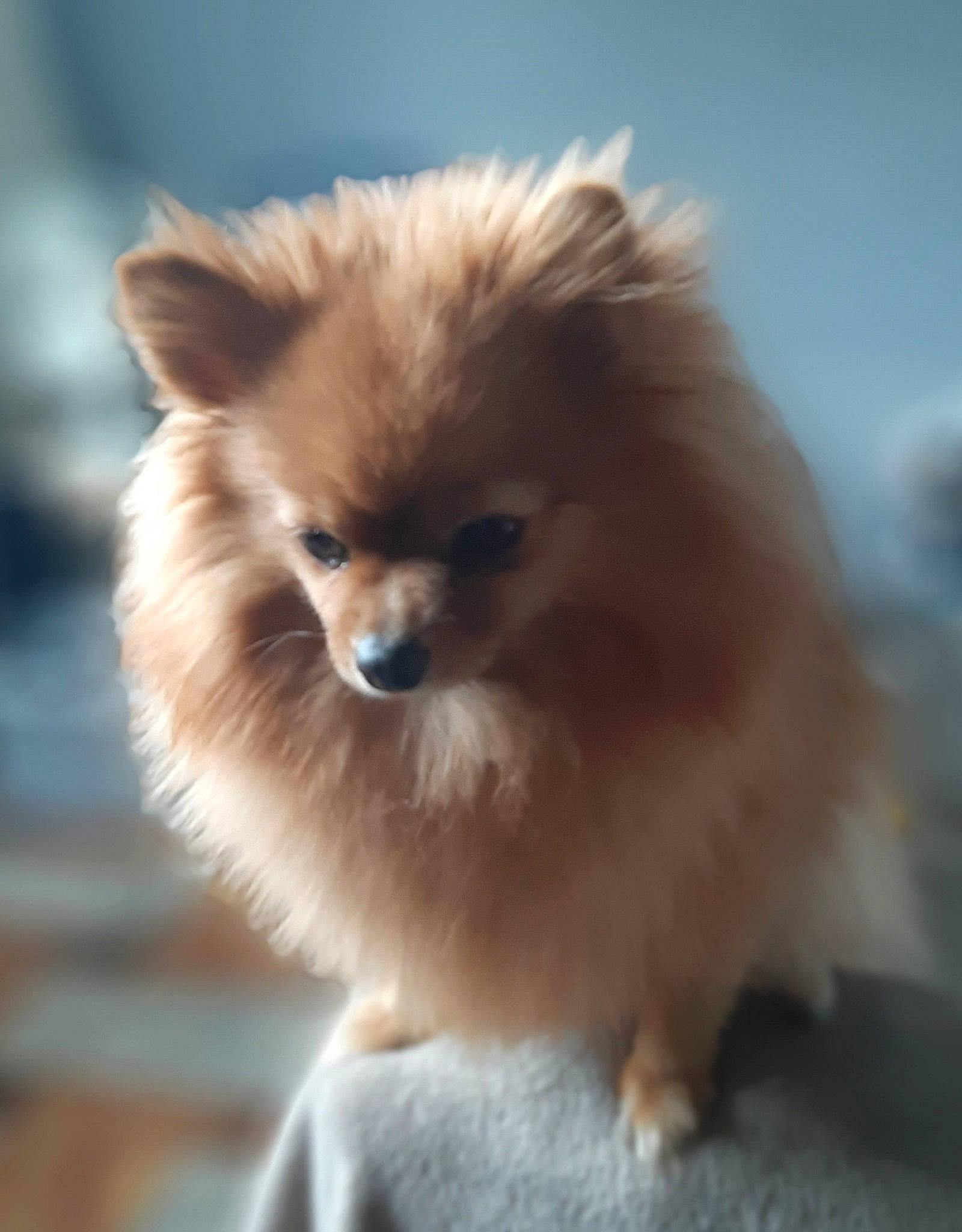 Plume a rejoint le concours — aidez-le/la à gagner de superbes lots ! ancient_dog_breeds, canidae, carnivore, companion_dog, dog, dog_breed, fawn, fur, german_spitz, german_spitz_klein, german_spitz_mittel, non_sporting_group, snout, spitz, terrestrial_animal, toy_dog, volpino_italiano, whiskers, wildlife