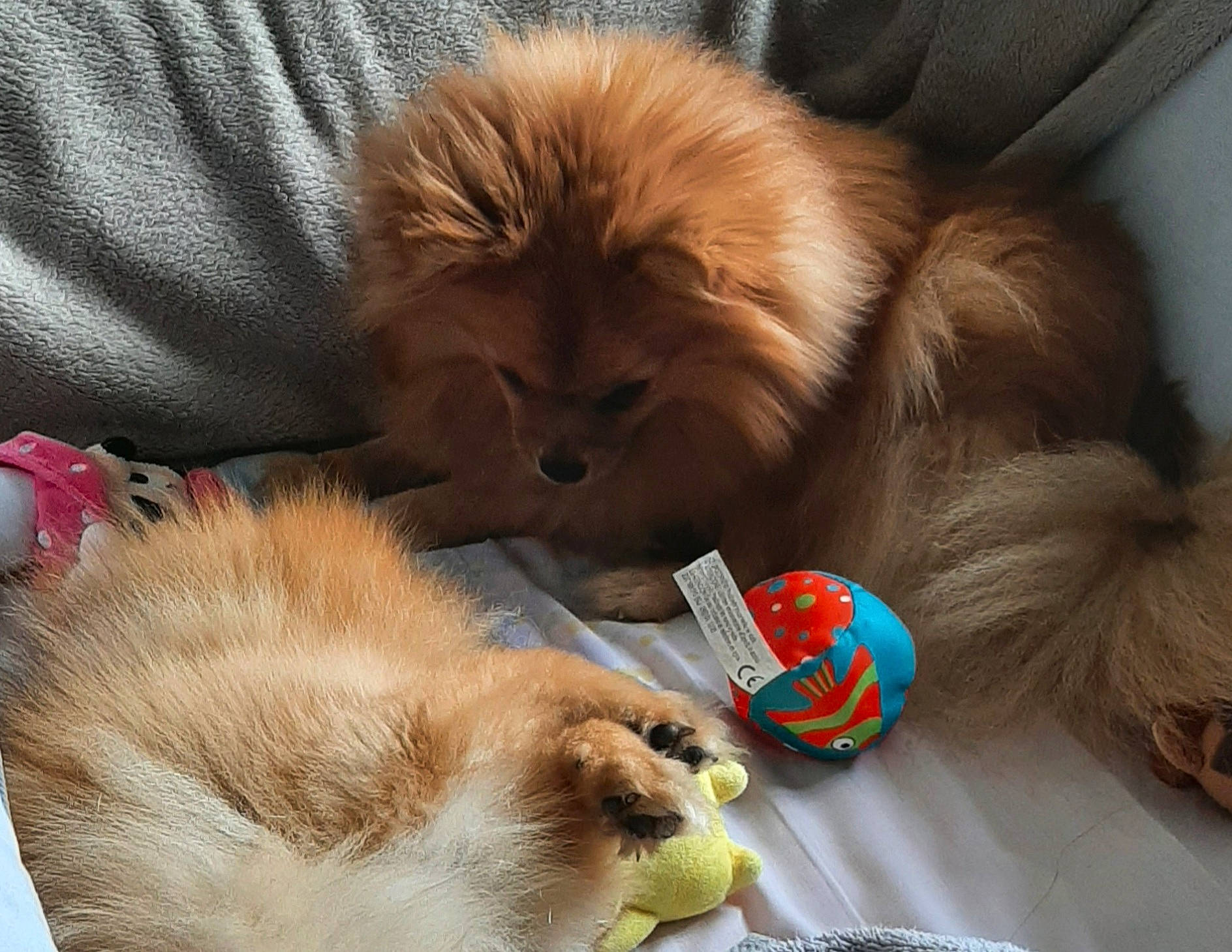 Plume participe au concours pour gagner de l'argent avec cette photo : canidae, carnivore, comfort, companion_dog, couch, dog, dog_breed, fawn, felidae, fur, german_spitz, liver, paw, small_to_medium_sized_cats, snout, spitz, sporting_group, volpino_italiano, whiskers, working_animal