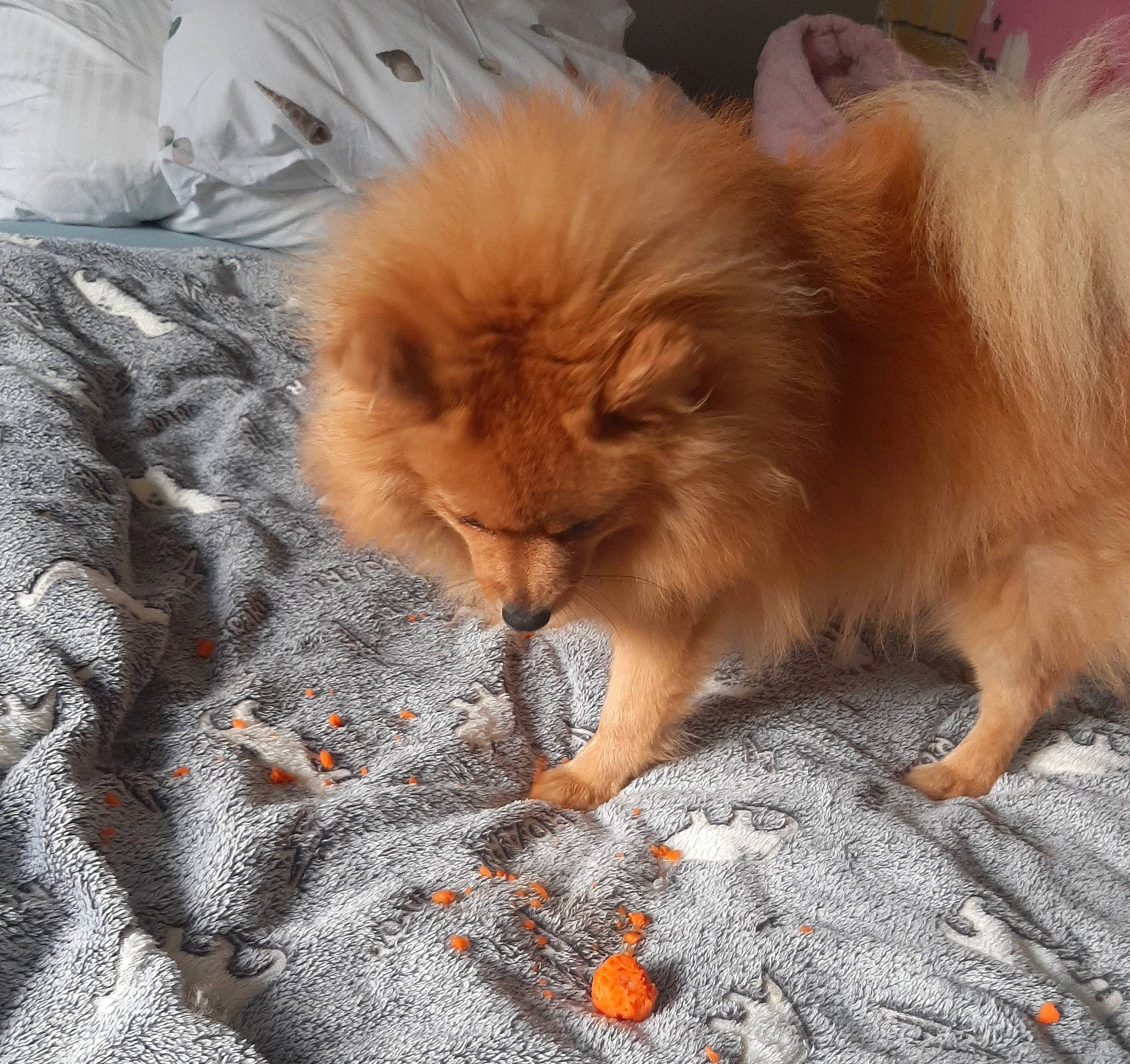 Junior participe au concours pour gagner de l'argent avec cette photo : canidae, carnivore, cat, claw, comfort, companion_dog, dog_breed, felidae, flooring, fur, liver, orange, paw, small_to_medium_sized_cats, spitz, tail, terrestrial_animal, whiskers