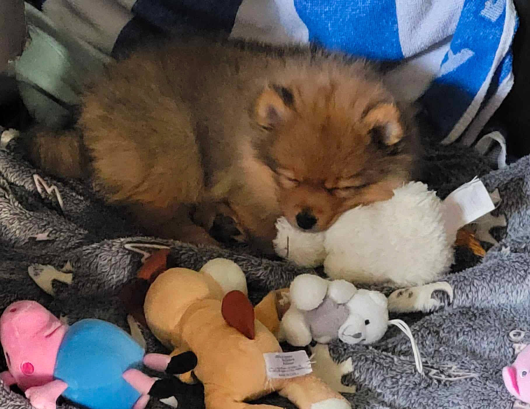 Junior a rejoint le concours — aidez-le/la à gagner de superbes lots ! canidae, carnivore, companion_dog, dog, dog_breed, dog_supply, fawn, felidae, fur, german_spitz, paw, plush, snout, spitz, stuffed_toy, terrestrial_animal, toy, toy_dog, whiskers, working_animal