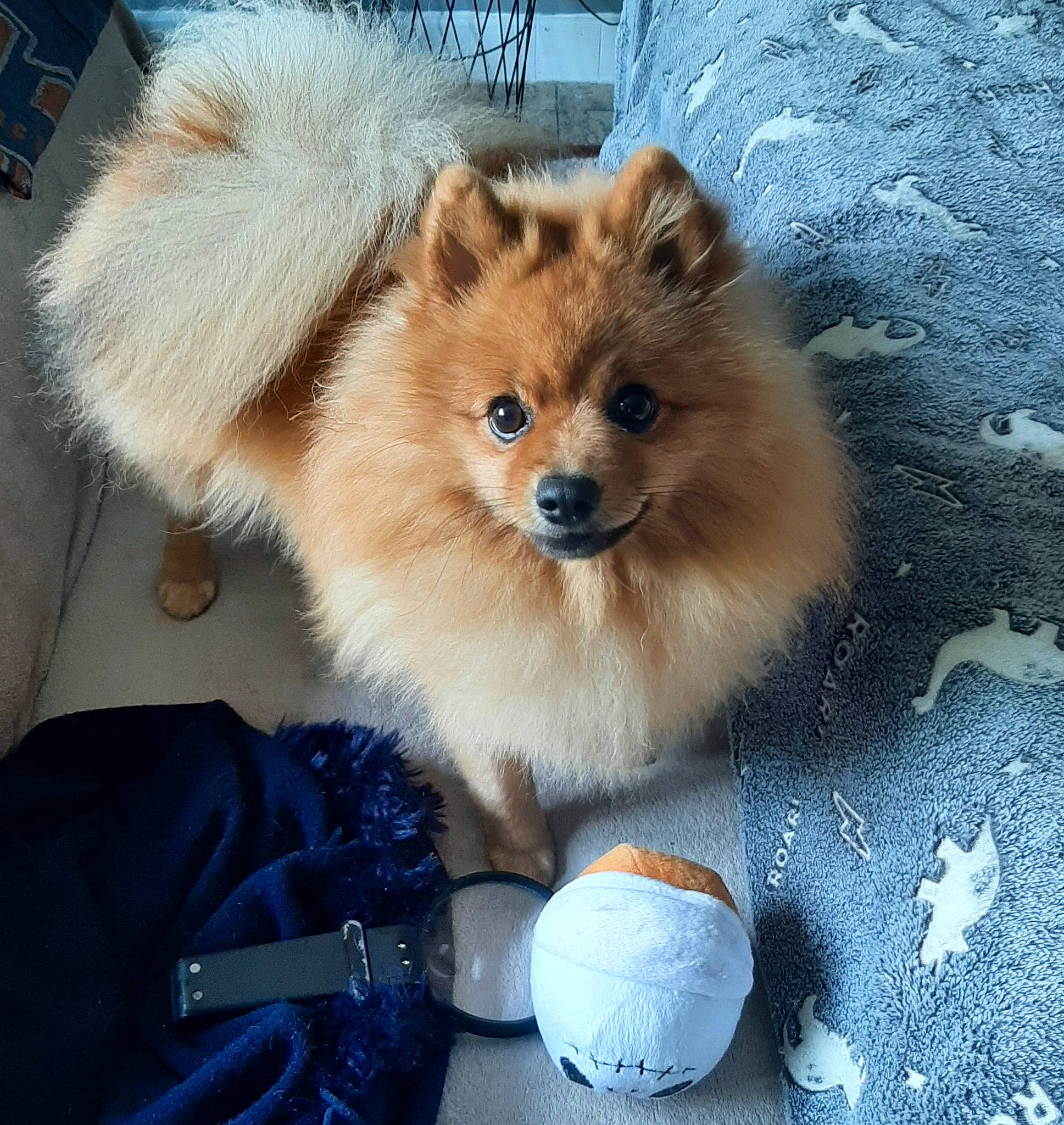 Junior a rejoint le concours — aidez-le/la à gagner de superbes lots ! canidae, carnivore, companion_dog, dog, dog_breed, dog_supply, electric_blue, fawn, fur, german_spitz, german_spitz_klein, german_spitz_mittel, luggage_and_bags, snout, spitz, sporting_group, terrestrial_animal, toy_dog, whiskers, working_animal