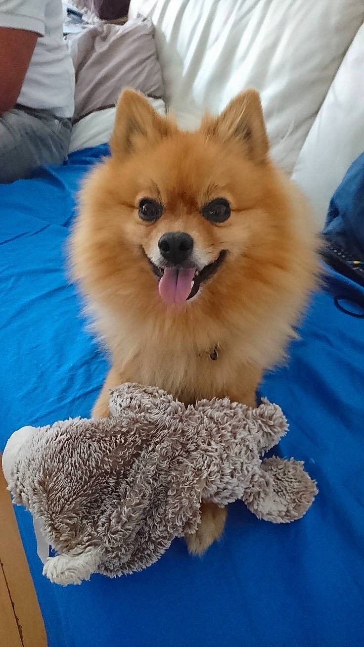 Balou a rejoint le concours — aidez-le/la à gagner de superbes lots ! blue, canidae, carnivore, companion_dog, dog, dog_breed, dog_supply, electric_blue, fawn, fur, liver, pet_supply, pomeranian, puppy, snout, spitz, sporting_group, toy_dog, whiskers, working_animal