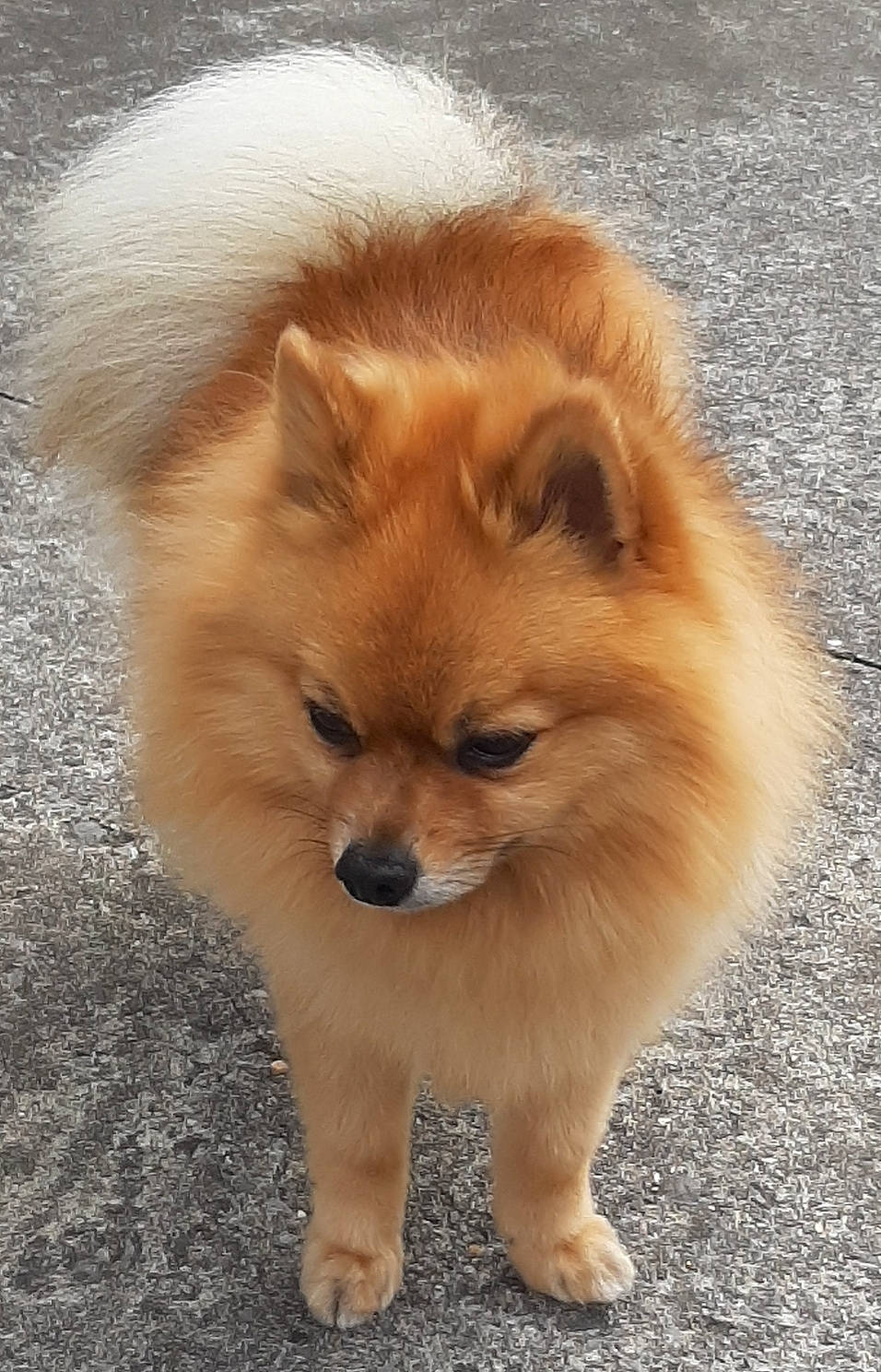 Balou a rejoint le concours — aidez-le/la à gagner de superbes lots ! canidae, carnivore, companion_dog, dog, dog_breed, eye, fawn, fur, german_spitz, german_spitz_klein, german_spitz_mittel, non_sporting_group, snout, spitz, sporting_group, terrestrial_animal, toy_dog, volpino_italiano, whiskers, working_animal