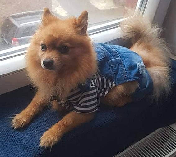 Balou participe au concours pour gagner de l'argent avec cette photo : canidae, carnivore, companion_dog, dog, dog_breed, dog_supply, electric_blue, fawn, fur, german_spitz, german_spitz_mittel, pomeranian, snout, spitz, sporting_group, tail, toy_dog, whiskers, windscreen_wiper, working_animal