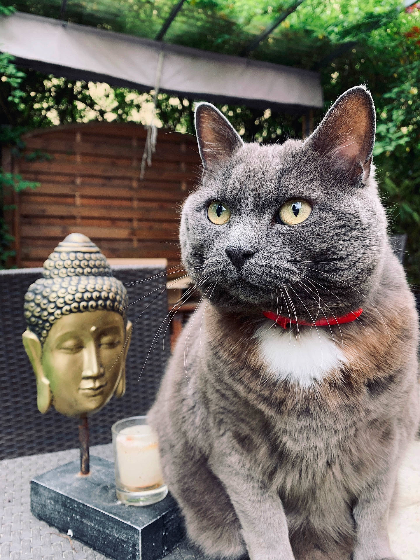 Moumoute a rejoint le concours — aidez-le/la à gagner de superbes lots ! adult, altar, animal, architecture, art, buddha, building, cat, church, cup, egyptiancat, face, head, male, man, person, pet, photography, prayer, wood