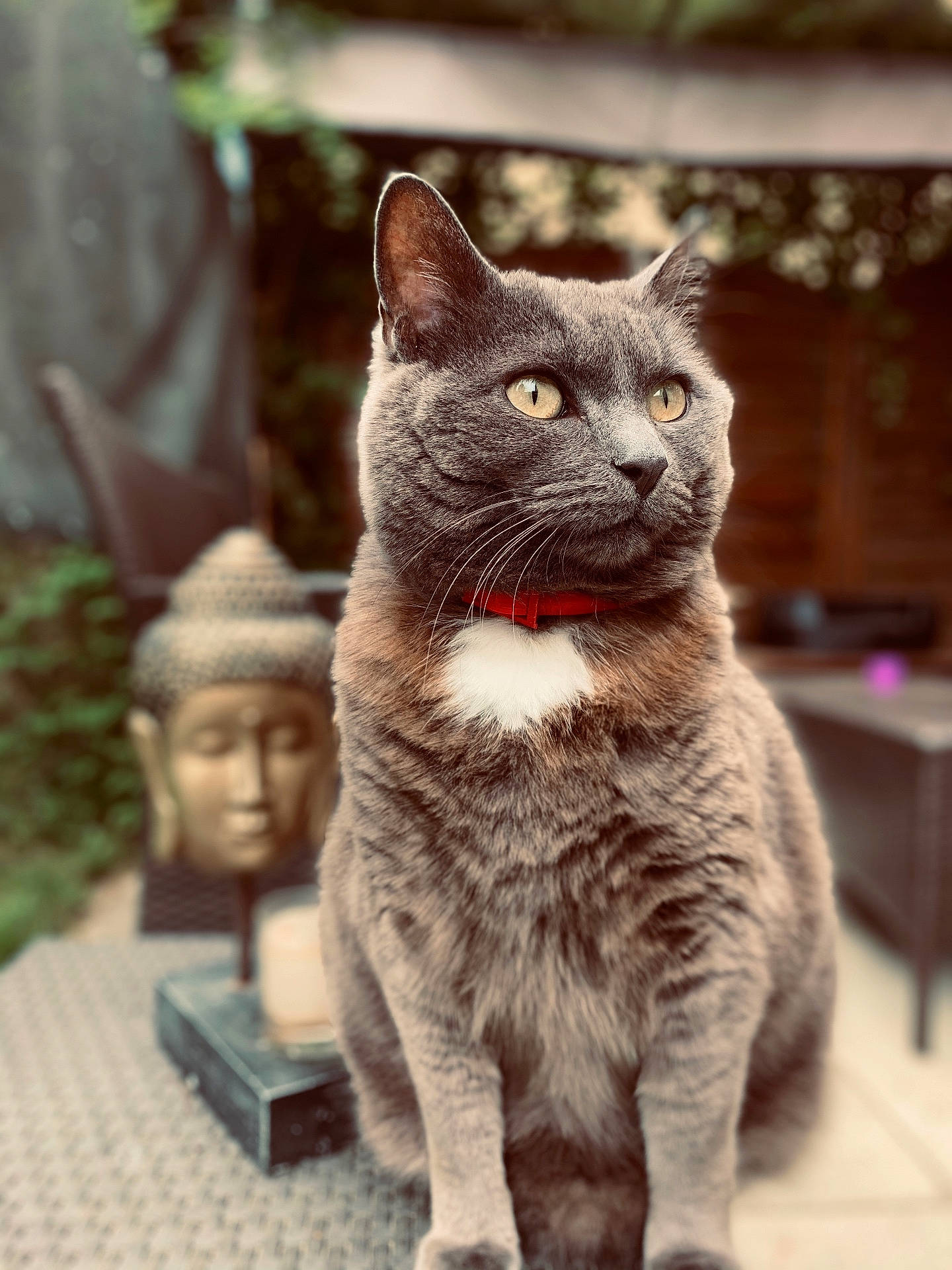 Moumoute participe au concours pour gagner de l'argent avec cette photo : abyssinian, altar, animal, architecture, art, cat, egyptiancat, face, figurine, head, kitten, manx, person, pet, photography, portrait, prayer, sculpture, statue, wood