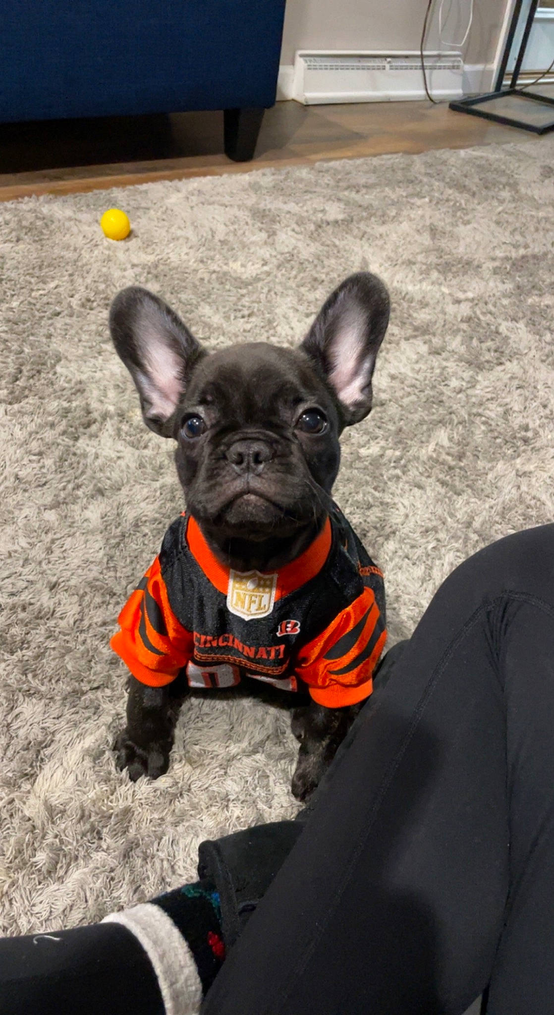 Boogie joined the competition — help win amazing prizes! bulldog, canidae, carnivore, collar, companion_dog, dog, dog_breed, dog_collar, dog_supply, ear, fawn, french_bulldog, personal_protective_equipment, pet_supply, snout, sporting_group, terrestrial_animal, toy_dog, whiskers, working_animal