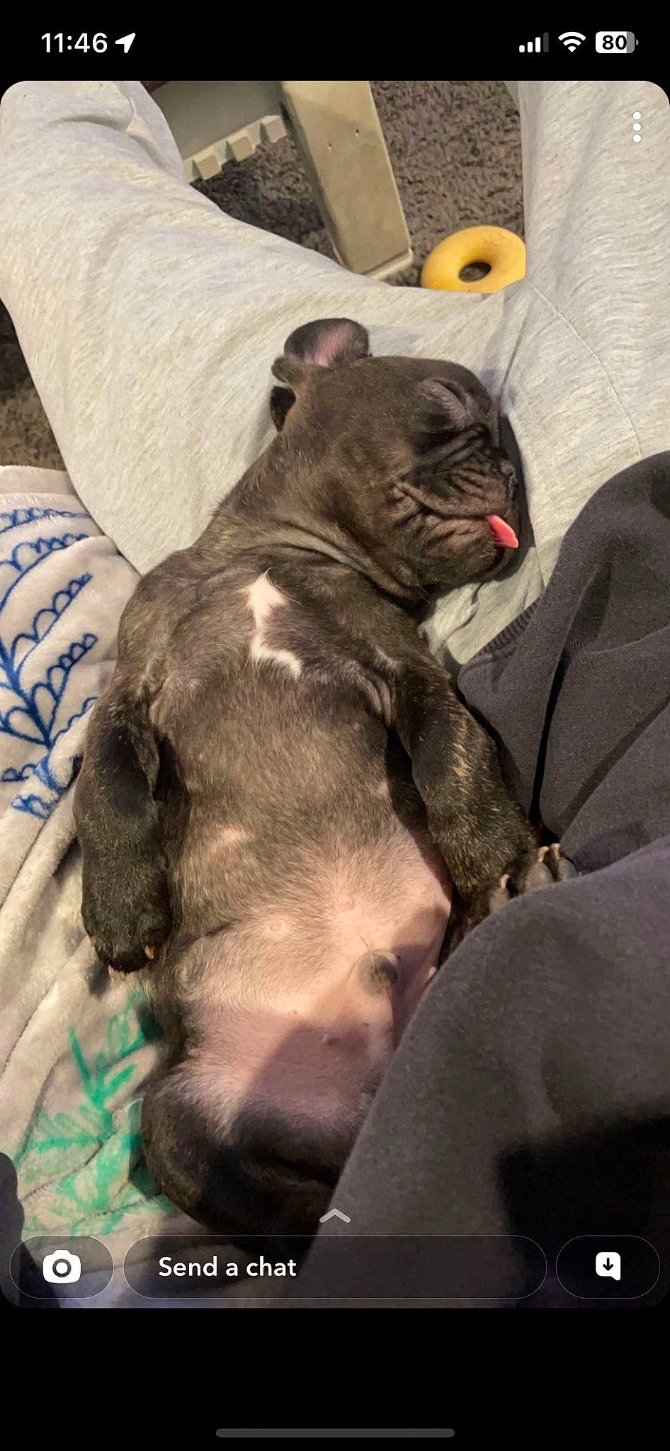 Boogie is registered to the contest to win money with this photo: carnivore, cat, comfort, companion_dog, dog, dog_breed, fawn, felidae, fur, grey, linens, liver, mammal, small_to_medium_sized_cats, snout, tail, terrestrial_animal, whiskers, working_animal, wrinkle