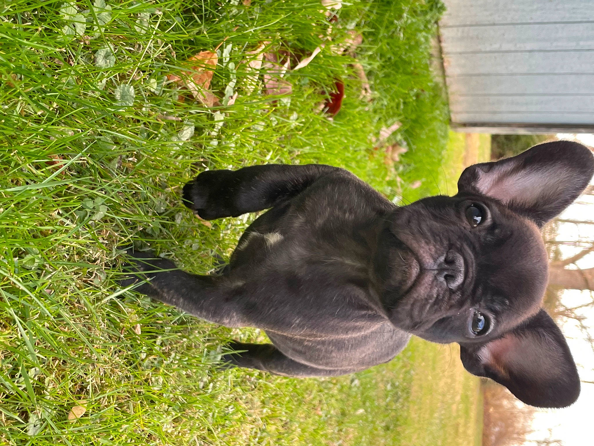 Boogie joined the competition — help win amazing prizes! canidae, dog_breed, ear, fawn, grass, groundcover, lawn_ornament, liver, non_sporting_group, plant, rabbit, sculpture, snout, sporting_group, tail, terrestrial_animal, working_animal