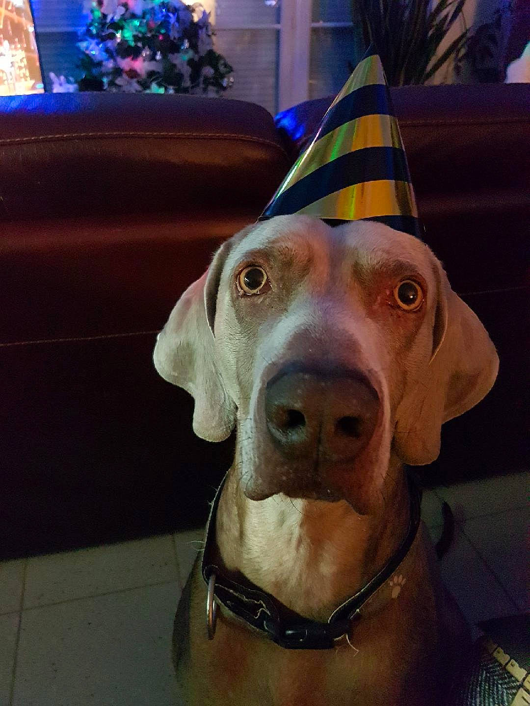 Higor participe au concours pour gagner de l'argent avec cette photo : canidae, carnivore, dog, dog_breed, ear, fawn, great_dane, mammal, party_hat, pointer, pointing_breed, snout, sporting_group, vertebrate, vizsla, weimaraner