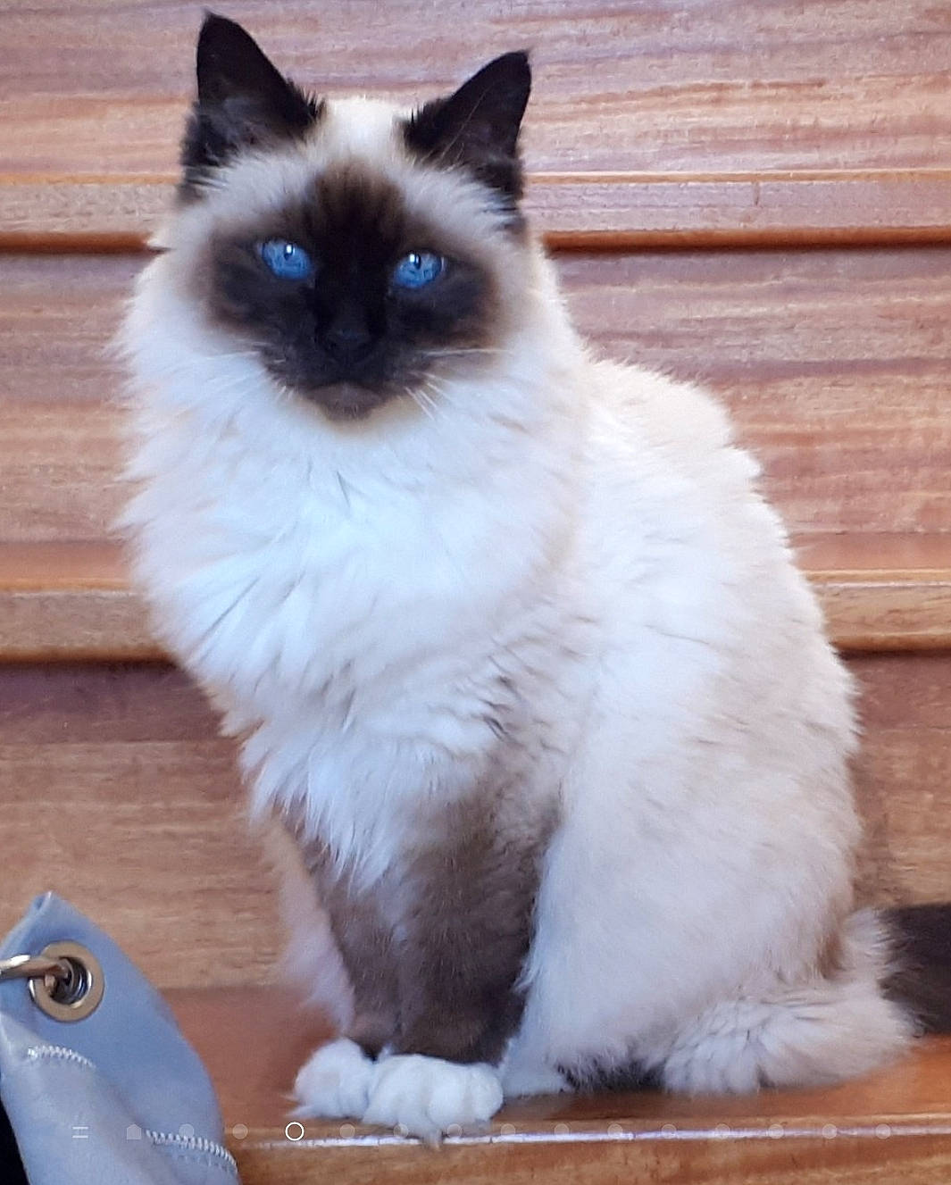 Ultime participe au concours pour gagner de l'argent avec cette photo : asian_semi_longhair, balinese, birman, british_semi_longhair, carnivore, cat, domestic_long_haired_cat, eye, felidae, himalayan, iris, mammal, ragdoll, siamese, small_to_medium_sized_cats, snowshoe, thai, tonkinese, vertebrate, whiskers