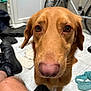 Loky participe au concours pour gagner de l'argent avec cette photo : dog, golden_retriever, close_up, indoor, floor_tile, bicycle, pet, animal, curious, brown_fur, snout, whiskers, person_leg, shoe, casual, background, household, fur, companion, looking