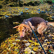 Loky a rejoint le concours — aidez-le/la à gagner de superbes lots ! dog, leash, water, creek, autumn, leaves, forest, nature, outdoor, brown_dog, wet, trees, rocks, fall, canine, animal, park, daytime, ground, exploring